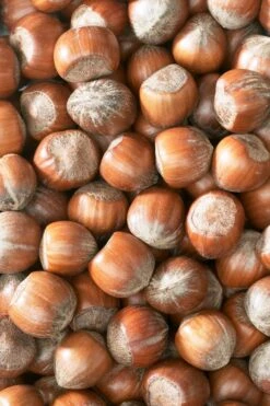 AOS Hoera Winkel -AOS Hoera Winkel corylushazelnotenv01 4