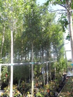 Meidoorn Als Boom (Crataegus Lavallei 'Carrierei') 5 Meidoorn Als Boom (Crataegus Lavallei 'Carrierei') -AOS Hoera Winkel crataegus lavallei carrierei 14 16ho cont