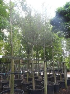 Rode Meidoorn (Crataegus Laevigata 'Paul's Scarlet') -AOS Hoera Winkel crataegus media paul s scarlet 25 30ho c350 1