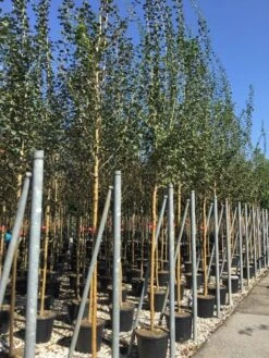 Rode Meidoorn (Crataegus Laevigata 'Paul's Scarlet') -AOS Hoera Winkel crataegus paul scarlet