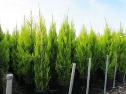 Cipres Kamerconifeer (Cupressus Macrocarpa 'Goldcrest') -AOS Hoera Winkel cupressus macrocarpa goldcrest