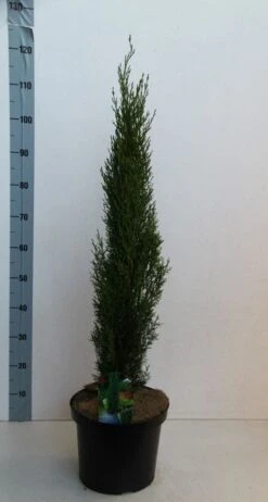 Italiaanse Cipres (Cupressus Sempervirens 'Totem') -AOS Hoera Winkel cupressus semp totem 80 100 cm co. 10l kopie 2