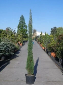 Italiaanse Cypres (Cupressus Sempervirens 'Stricta') 36 Italiaanse Cypres (Cupressus Sempervirens 'Stricta') -AOS Hoera Winkel cupressus sempervirens strica 200 250 c30