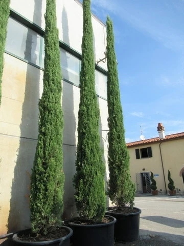Italiaanse Cypres (Cupressus Sempervirens 'Stricta') 20 Italiaanse Cypres (Cupressus Sempervirens 'Stricta') - Afbeelding 20