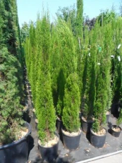Italiaanse Cipres (Cupressus Sempervirens 'Totem') -AOS Hoera Winkel cupressus sempervirens totem 125 150 175