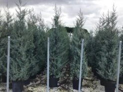 Cipres (Cupressus Arizonica 'Glauca') -AOS Hoera Winkel cupressusarizonicaglauca