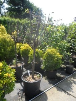 Kweepeer (Cydonia Oblonga) -AOS Hoera Winkel cydonia oblonga halfstam 14 16 18