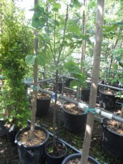 Kweepeer (Cydonia Oblonga) -AOS Hoera Winkel cydonia oblonga halfstam 5 6 8 c10