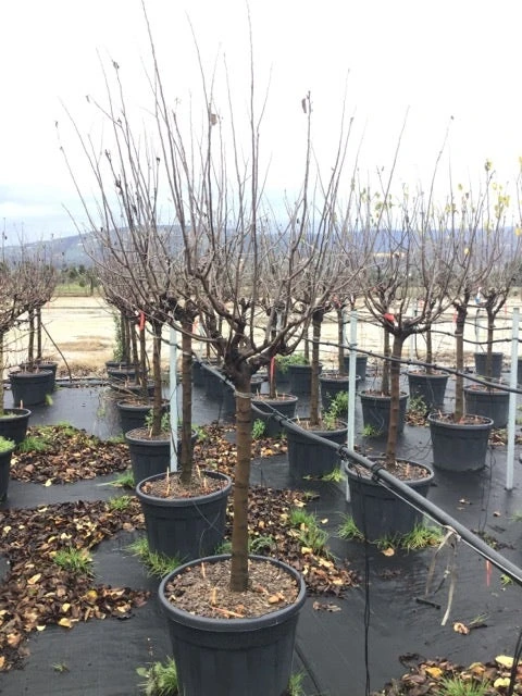 Kaki (Diospyros Kaki 'Rojo Brilliante') 2 Kaki (Diospyros Kaki 'Rojo Brilliante') - Afbeelding 2