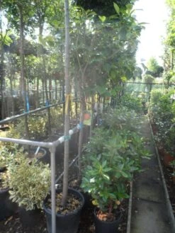 Kaki (Diospyros Kaki) 18 Kaki (Diospyros Kaki) -AOS Hoera Winkel diospyros kaki halfstam 12 14 1