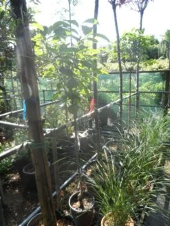 Kaki (Diospyros Kaki) 16 Kaki (Diospyros Kaki) -AOS Hoera Winkel diospyros kaki halfstam 5 6 8 c10