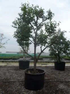 Kaki (Diospyros Kaki) 19 Kaki (Diospyros Kaki) -AOS Hoera Winkel diospyros kaki muscat solitair