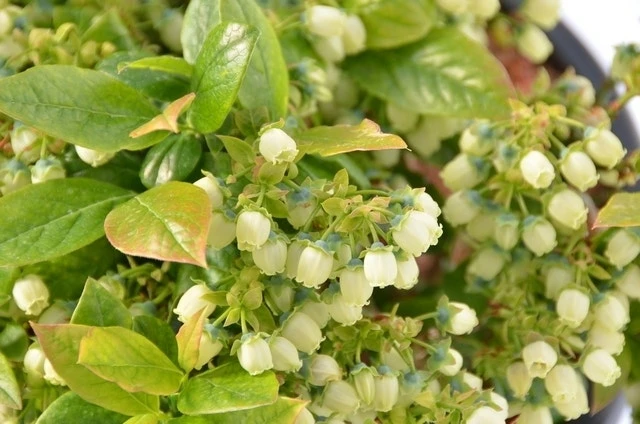 BerryBux Blauwe Bes (Vaccinium Angustifolium ’BerryBux') 2 BerryBux Blauwe Bes (Vaccinium Angustifolium ’BerryBux') - Afbeelding 2