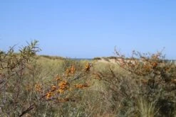 Duindoorn (Hippophae Rhamnoides) 10 Duindoorn (Hippophae Rhamnoides) -AOS Hoera Winkel duindoorn 1