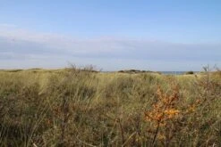 Duindoorn (Hippophae Rhamnoides) 11 Duindoorn (Hippophae Rhamnoides) -AOS Hoera Winkel duindoorn 2