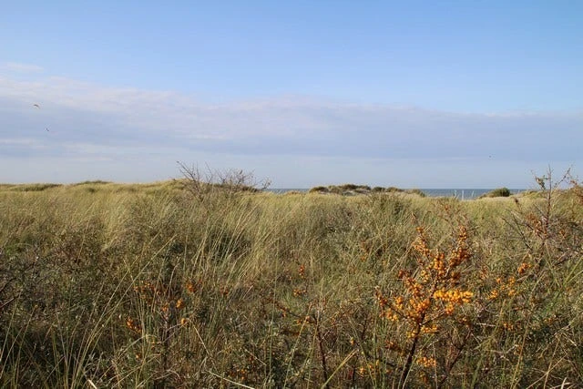 Duindoorn (Hippophae Rhamnoides) 5 Duindoorn (Hippophae Rhamnoides) - Afbeelding 5