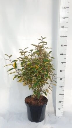 Olijfwilg (Elaeagnus Ebbingei 'Viveleg') -AOS Hoera Winkel elaeagnus ebbingei viveleg week 4 2021 1600x1200 1 2