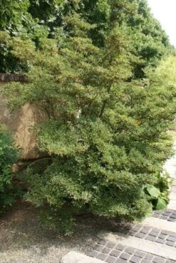 Pronkklokje (Enkianthus Campanulatus) -AOS Hoera Winkel enkianthus campanulatus