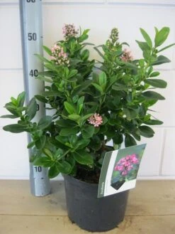 Escallonia (Escallonia 'Pink Elle') -AOS Hoera Winkel escallonia pink elle c5 6 9 2018