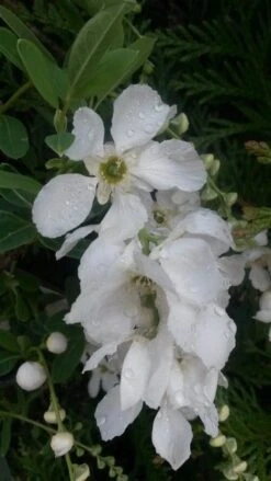 Exochorda (Exochorda Macrantha 'The Bride') -AOS Hoera Winkel exochorda
