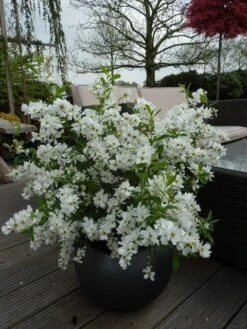 Exochorda (Exochorda Macrantha 'The Bride') -AOS Hoera Winkel exochorda 10