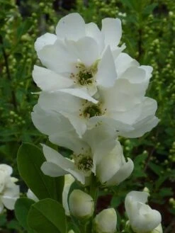 Exochorda (Exochorda Macrantha 'The Bride') -AOS Hoera Winkel exochorda 1 2