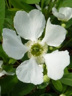 Exochorda (Exochorda Macrantha 'The Bride') -AOS Hoera Winkel exochorda 2