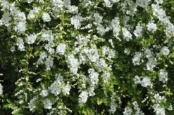 Exochorda (Exochorda Macrantha 'The Bride')