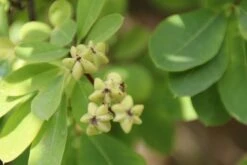Exochorda (Exochorda Macrantha 'The Bride') -AOS Hoera Winkel exochorda macrantha the bride 1