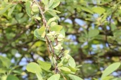 Exochorda (Exochorda Macrantha 'The Bride') -AOS Hoera Winkel exochorda macrantha the bride 2