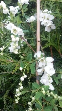 Exochorda (Exochorda Macrantha 'The Bride') -AOS Hoera Winkel exochorda the bride