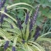 Leliegras (Liriope Muscari 'Variegata')