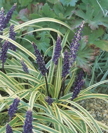 Leliegras (Liriope Muscari 'Variegata') 1 Leliegras (Liriope Muscari 'Variegata')