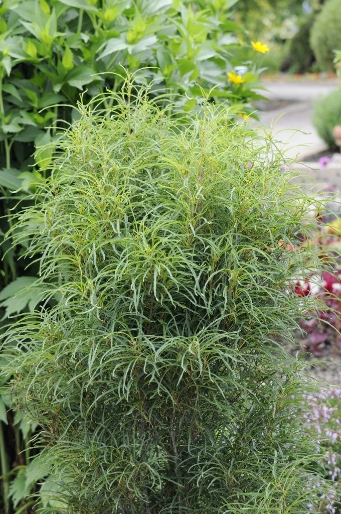 Smalbladige Vuilboom (Frangula Alnus 'Fine Line') 2 Smalbladige Vuilboom (Frangula Alnus 'Fine Line') - Afbeelding 2