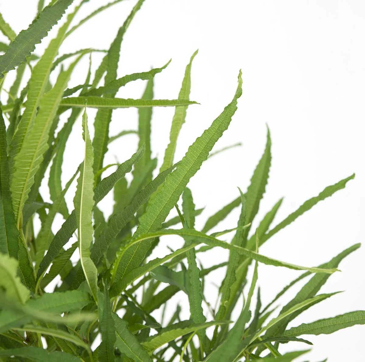 Smalbladige Vuilboom (Frangula Alnus 'Fine Line') 1 Smalbladige Vuilboom (Frangula Alnus 'Fine Line')