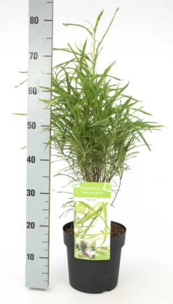 Smalbladige Vuilboom (Frangula Alnus 'Fine Line') 5 Smalbladige Vuilboom (Frangula Alnus 'Fine Line') -AOS Hoera Winkel frangula alnus fine line 2