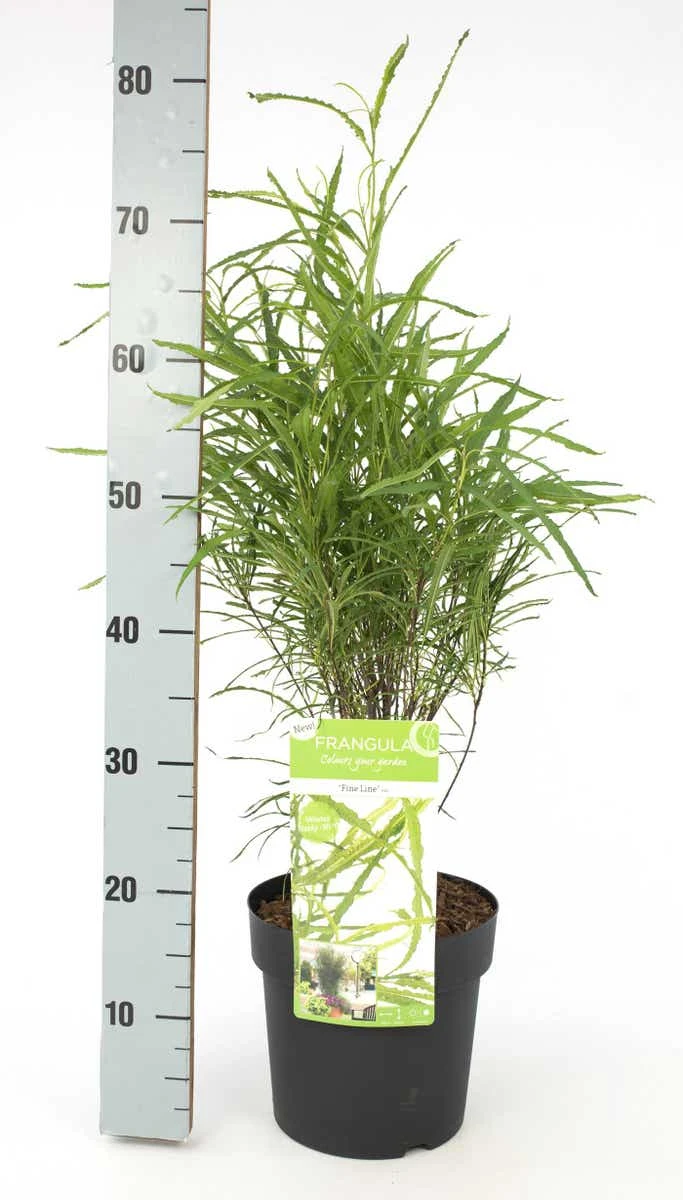 Smalbladige Vuilboom (Frangula Alnus 'Fine Line') 3 Smalbladige Vuilboom (Frangula Alnus 'Fine Line') - Afbeelding 3