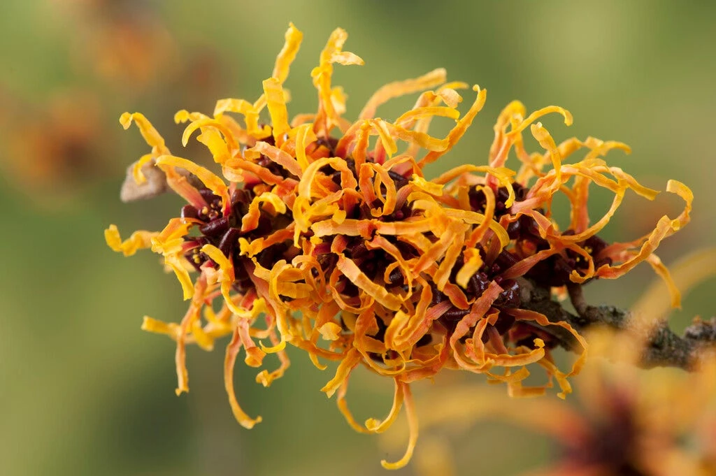 Toverhazelaar (Hamamelis Intermedia 'Orange Beauty') 1 Toverhazelaar (Hamamelis Intermedia 'Orange Beauty')