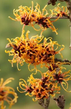 Toverhazelaar (Hamamelis Intermedia 'Orange Beauty') 5 Toverhazelaar (Hamamelis Intermedia 'Orange Beauty') -AOS Hoera Winkel gaar00221