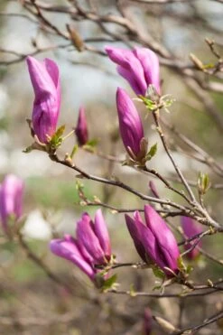Magnolia Als Boom (Magnolia 'Susan') -AOS Hoera Winkel gaar00675