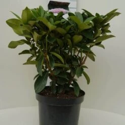 Rhododendron (Rhododendron 'Gomer Waterer') 12 Rhododendron (Rhododendron 'Gomer Waterer') -AOS Hoera Winkel gomer waterer c7.5 voor