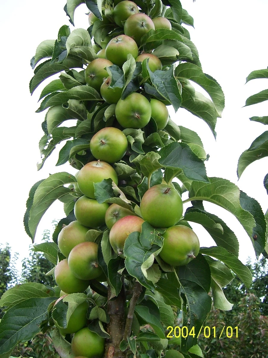 Zuilfruit (Malus Domestica 'Greencats') 2 Zuilfruit (Malus Domestica 'Greencats') - Afbeelding 2