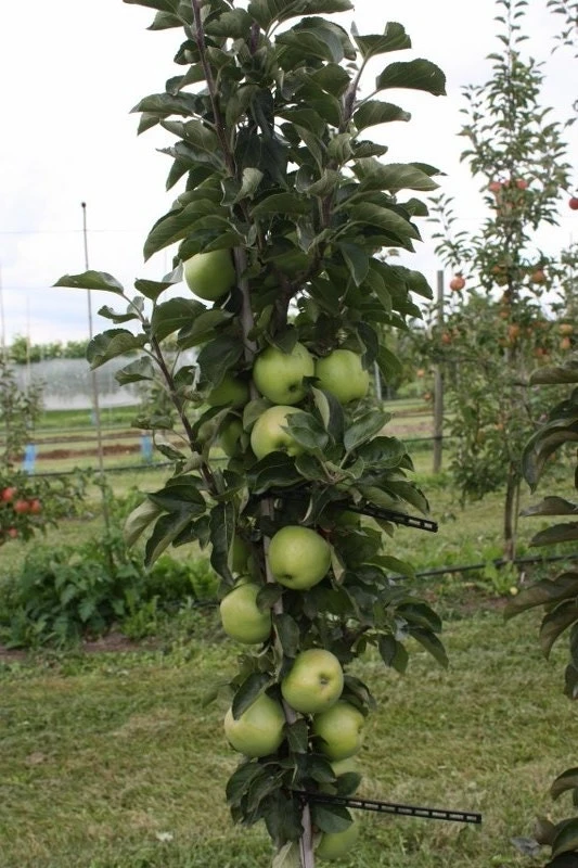 Zuilfruit (Malus Domestica 'Greencats') 1 Zuilfruit (Malus Domestica 'Greencats')