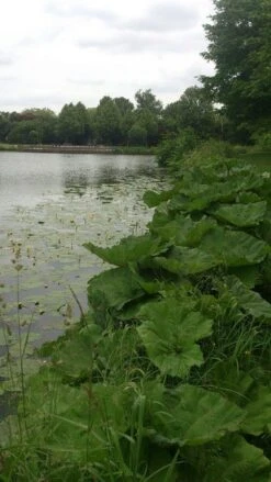 Mammoetblad (Gunnera Manicata) 13 Mammoetblad (Gunnera Manicata) -AOS Hoera Winkel gunnera