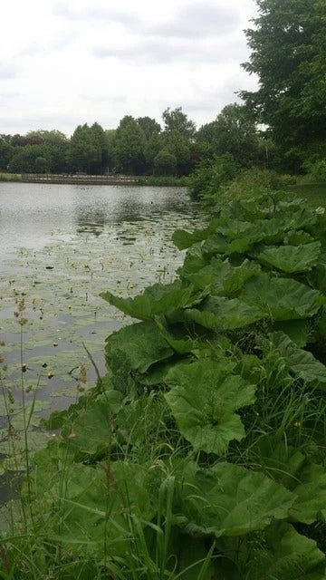 Mammoetblad (Gunnera Manicata) 3 Mammoetblad (Gunnera Manicata) - Afbeelding 3