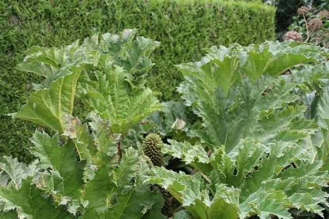 Mammoetblad (Gunnera Manicata) 2 Mammoetblad (Gunnera Manicata) - Afbeelding 2