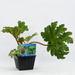 Mammoetblad (Gunnera Manicata) 18 Mammoetblad (Gunnera Manicata) -AOS Hoera Winkel gunnera manicata 28x28 20180412192854 2