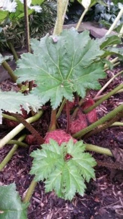 Mammoetblad (Gunnera Manicata) 16 Mammoetblad (Gunnera Manicata) -AOS Hoera Winkel gunnera manicata 4