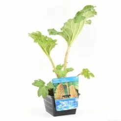 Mammoetblad (Gunnera Manicata) 19 Mammoetblad (Gunnera Manicata) -AOS Hoera Winkel gunnera manicata s e 13230 p18