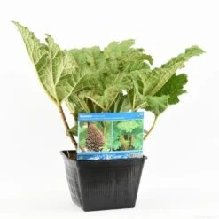 Mammoetblad (Gunnera Manicata) 20 Mammoetblad (Gunnera Manicata) -AOS Hoera Winkel gunnera manicata s e 13645 p28